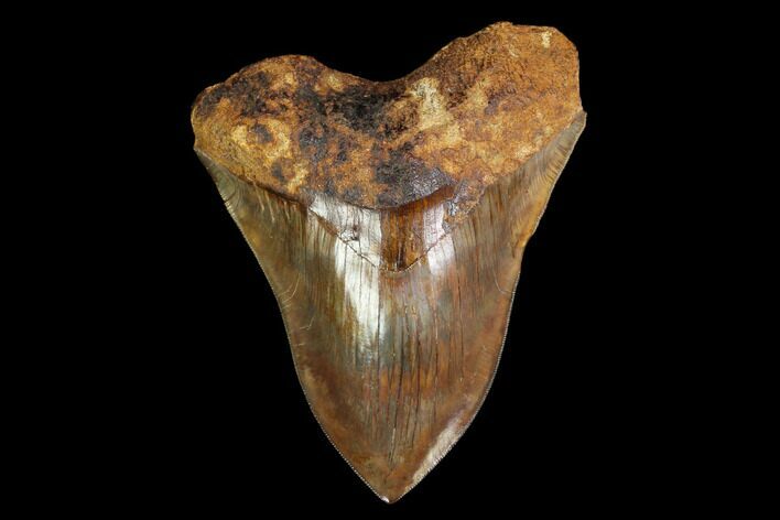 Serrated, Huge, Red Megalodon Tooth - Indonesia #149849